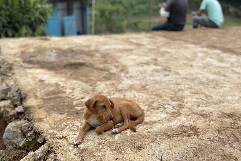 Humans weren’t the only ones who called Santa Julia home.